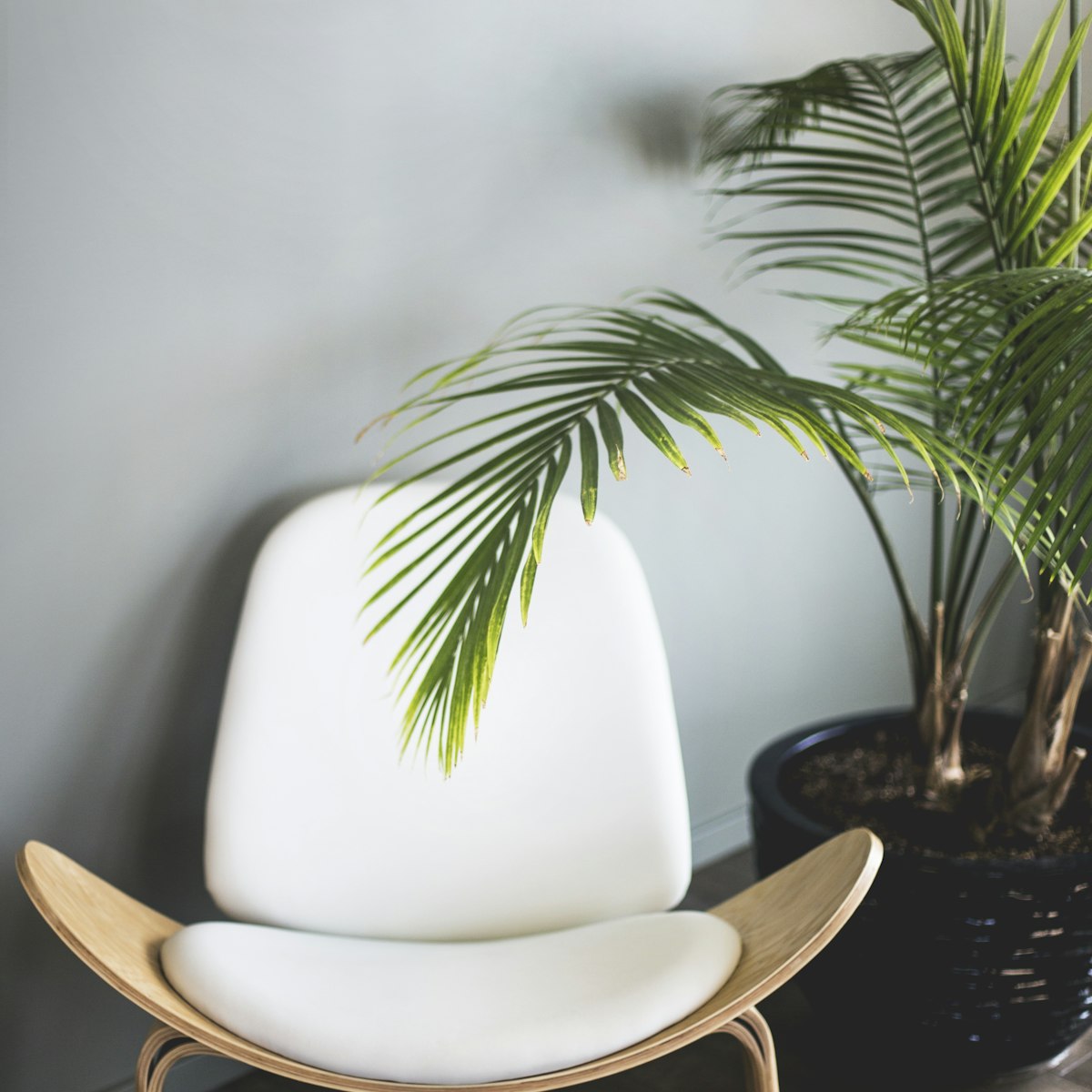 White upholstered shell lounge chair with a curved wooden frame